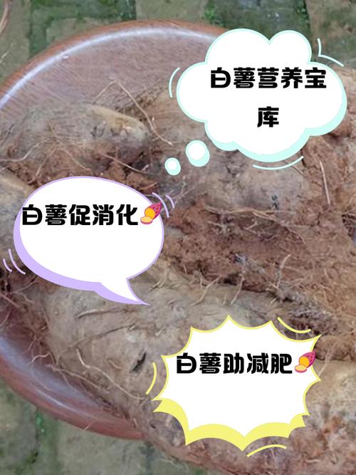 解梦白薯5个权威解析揭示背后深意
