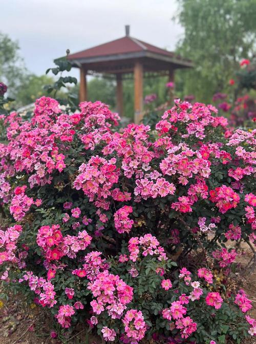 莱州市政府安委会发布：月季花节前巡查要点揭秘，确保活动安全顺利进行！