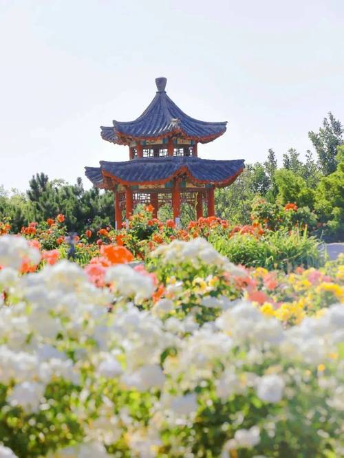 莱州市政府安委会发布：月季花节前巡查要点揭秘，确保活动安全顺利进行！