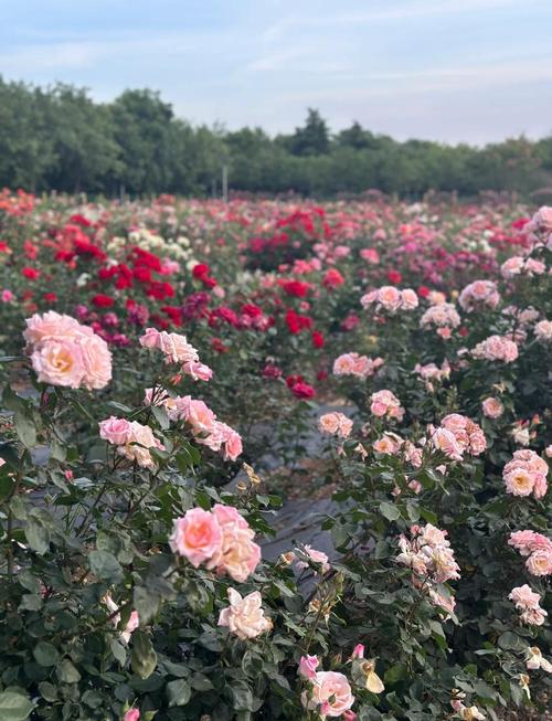莱州市政府安委会发布：月季花节前巡查要点揭秘，确保活动安全顺利进行！
