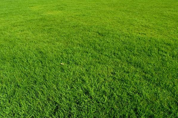 梦见草场的深层含义如何影响你的生活? 梦见草场的深层含义如何影响你的生活?