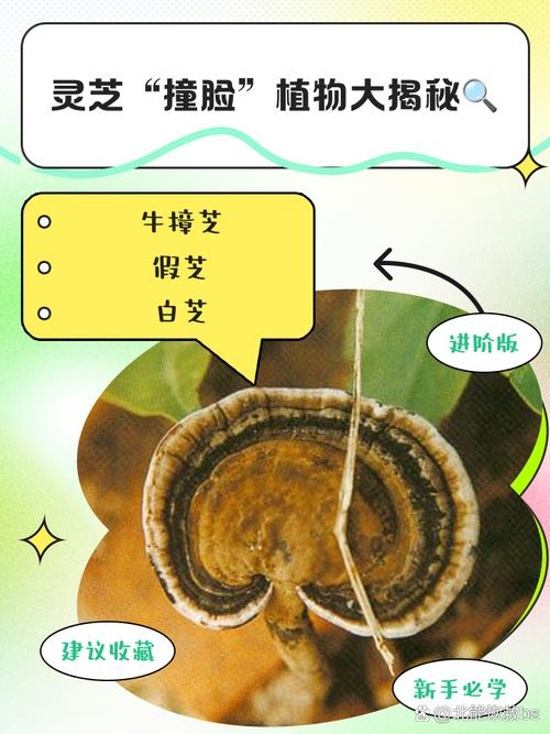 梦见灵芝 vs 梦见植物解析梦境内涵及其象征意义 梦见灵芝 vs 梦见植物解析梦境内涵及其象征意义