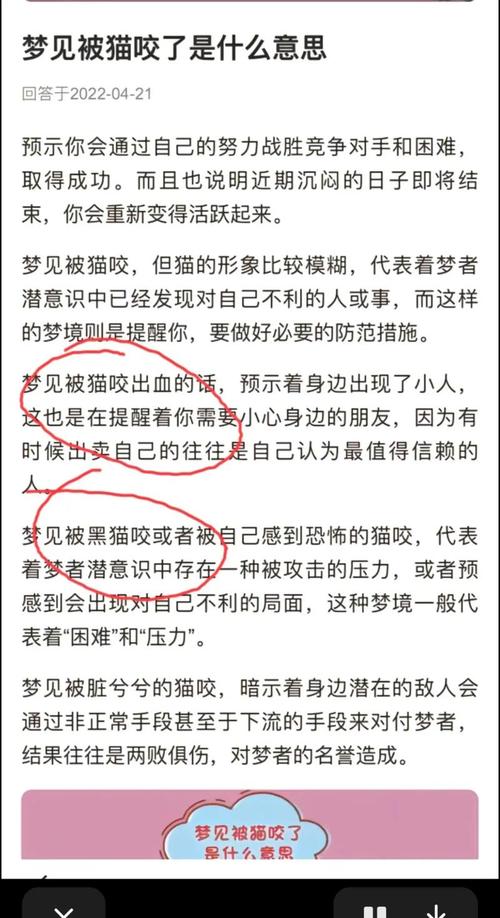 梦见猫入室详解吉凶寓意及应对策略对比分析