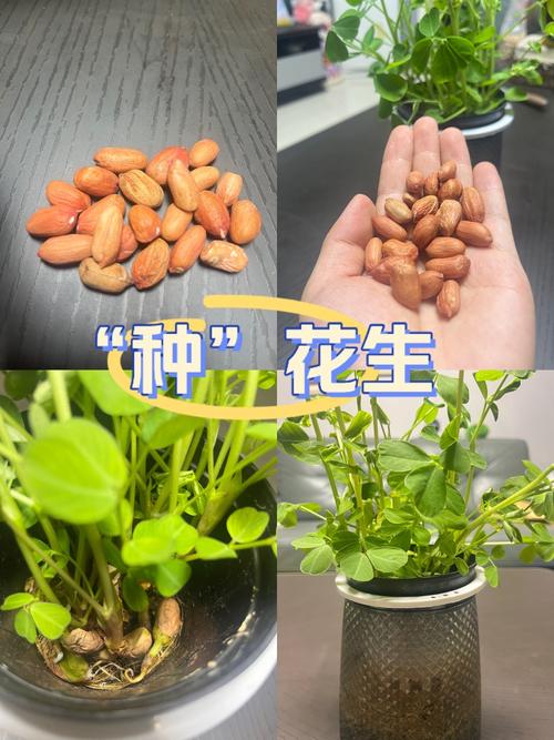 揭秘梦见种花生的5大心理暗示,提升内心成长潜力 揭秘梦见种花生的5大心理暗示,提升内心成长潜力