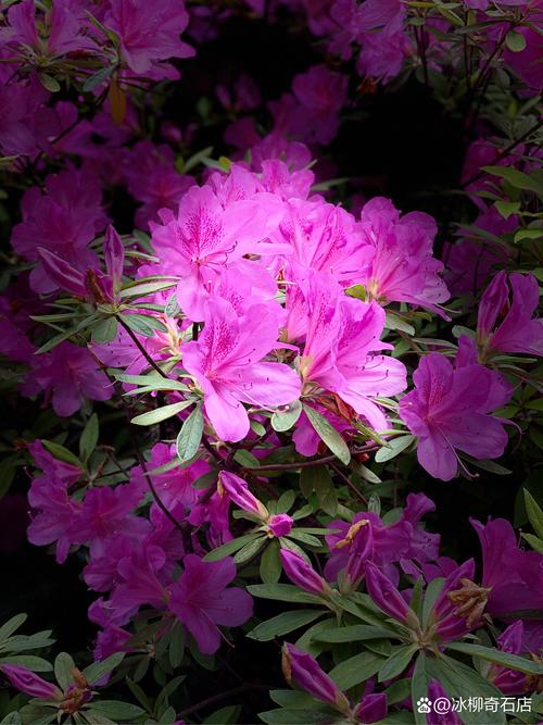 梦中杜鹃花绽放,象征着哪些玄机?解读梦境奥秘! 梦中杜鹃花绽放,象征着哪些玄机?解读梦境奥秘!