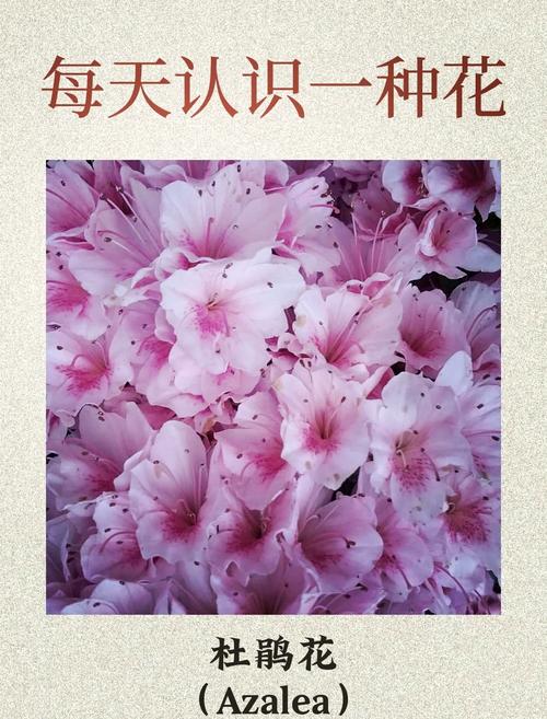 梦中杜鹃花绽放,象征着哪些玄机?解读梦境奥秘! 梦中杜鹃花绽放,象征着哪些玄机?解读梦境奥秘!