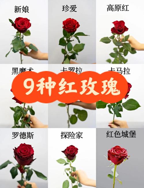 解梦红玫瑰5个心理分析与真实案例揭秘 解梦红玫瑰5个心理分析与真实案例揭秘