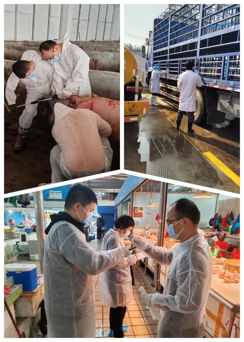 围场县疫控中心神秘采样行动：畜牧业安全背后的秘密如何揭示？