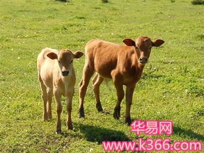 解梦梦见小公牛的心理暗示及吉凶解析，引发内心深思