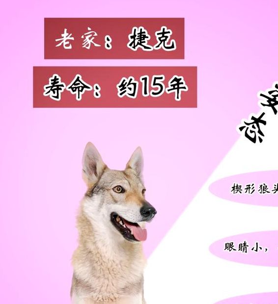 梦见狼狗的象征解读含义与高效应对方案