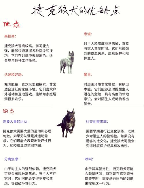 梦见狼狗的象征解读含义与高效应对方案