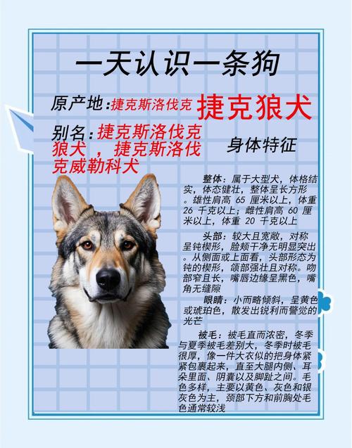 梦见狼狗的象征解读含义与高效应对方案