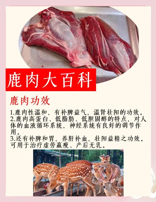 梦见吃鹿肉的背后寓意，解密梦境与生活暗示