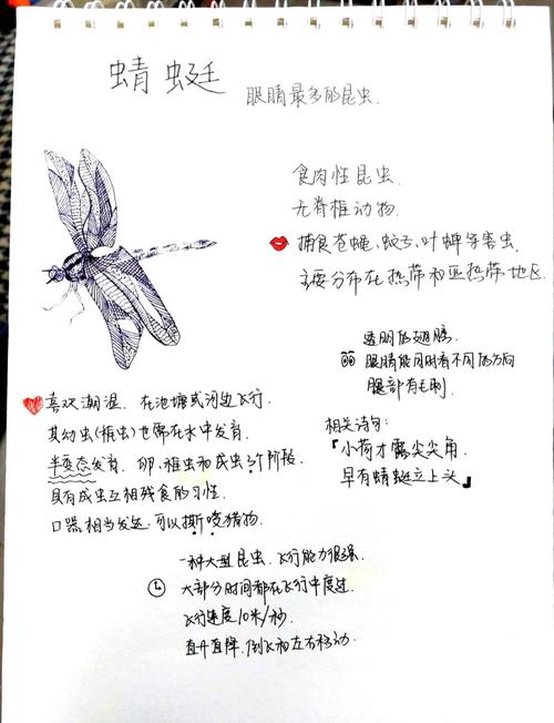 梦见蜻蜓寓意详解潜藏的力量与未来展望，为你带来心灵启示！
