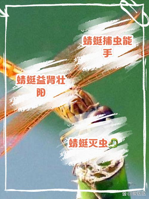 梦见蜻蜓寓意详解潜藏的力量与未来展望，为你带来心灵启示！