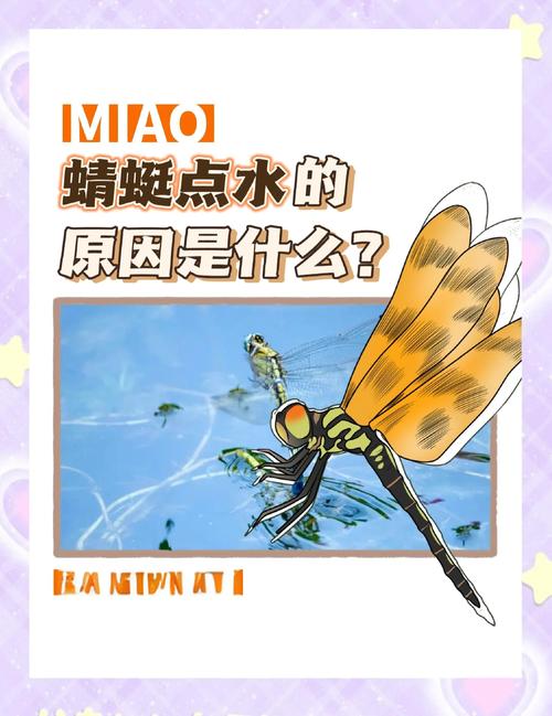 梦见蜻蜓寓意详解潜藏的力量与未来展望，为你带来心灵启示！