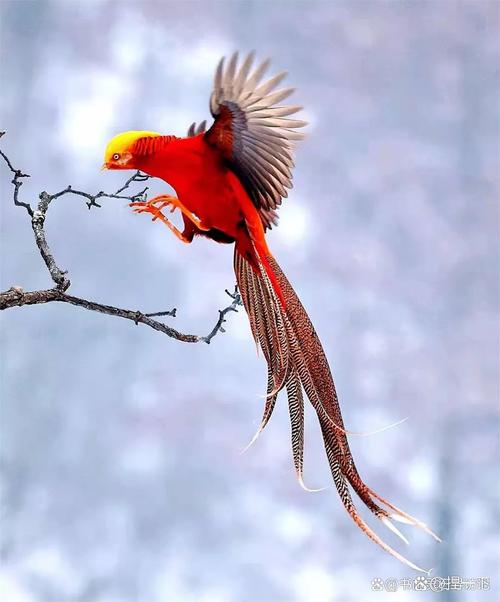 梦见锦鸡的8个深度解析及象征意义