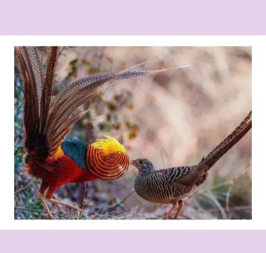 梦见锦鸡的8个深度解析及象征意义