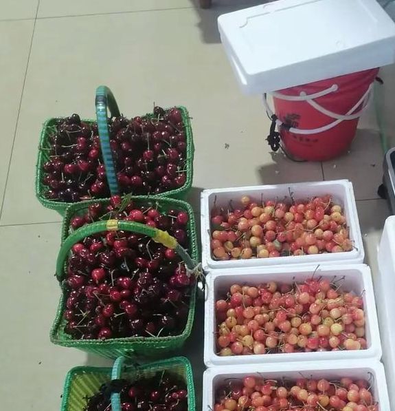 海阳市住建局如何全力助攻，打造甜蜜樱桃市场？