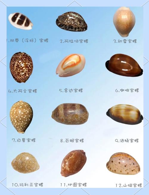 揭秘梦见海鲜贝壳的5大象征意义解读梦境的神秘信号