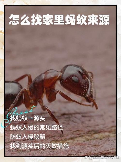 梦见蚂蚁象征哪些?深度心理解析,引发内心共鸣! 梦见蚂蚁象征哪些?深度心理解析,引发内心共鸣!
