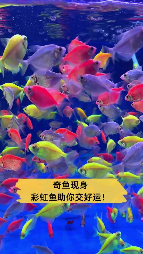 梦见五彩鱼预示哪些?深度解析与个人运势完美结合! 梦见五彩鱼预示哪些?深度解析与个人运势完美结合!
