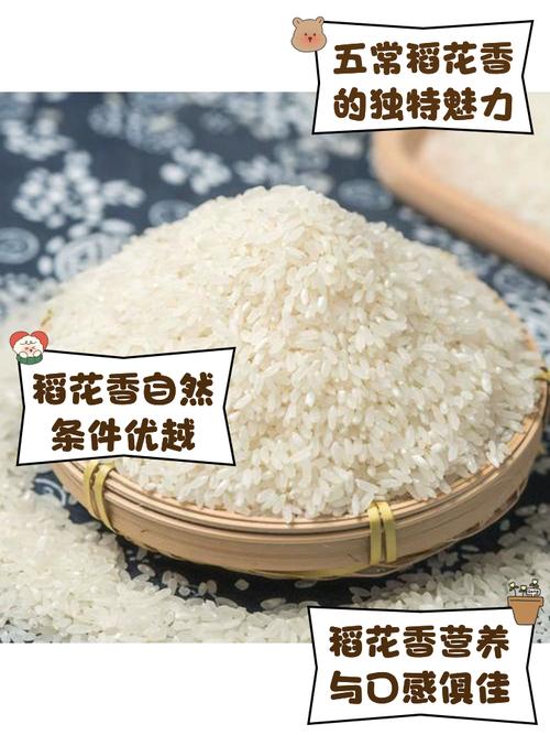 解析梦见大米含义,提升自我认知与生活幸福感 解析梦见大米含义,提升自我认知与生活幸福感