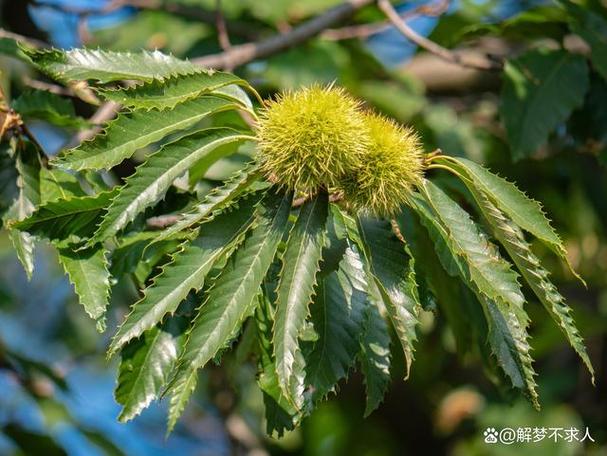 梦见栗子象征 vs 实际预示解读梦境背后的真相