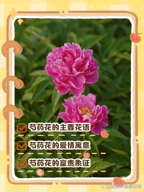 梦见芍药花的预兆解读背后的神秘寓意与人生启示