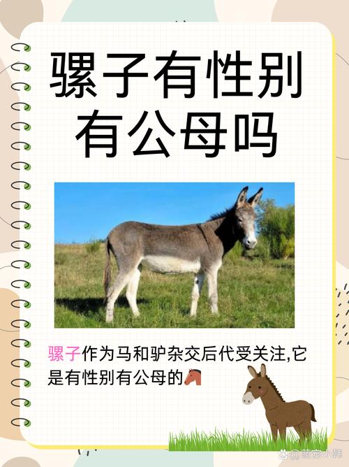 梦见驴骡的象征意义及其对生活启示解析