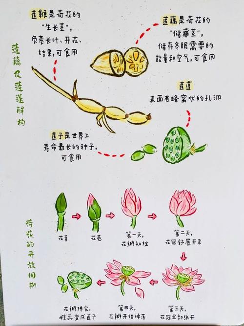 解梦莲藕探索心理暗示与内心成长的秘籍