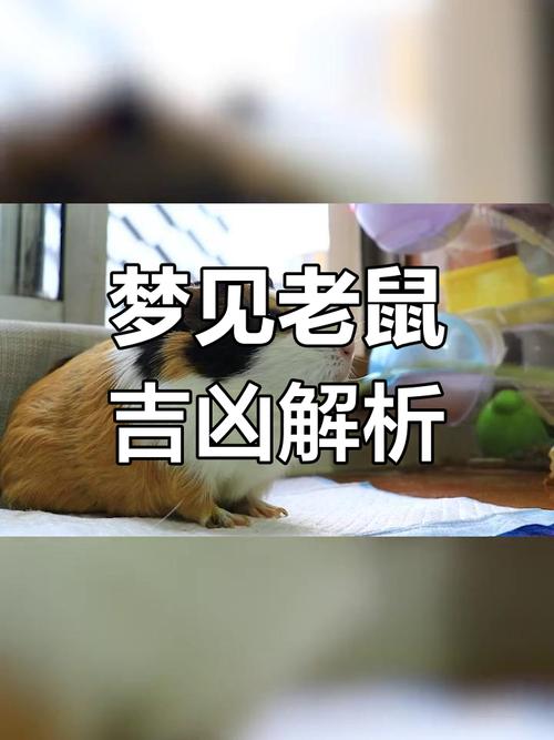 梦见麝鼠启示深度解析梦境含义与生活指导