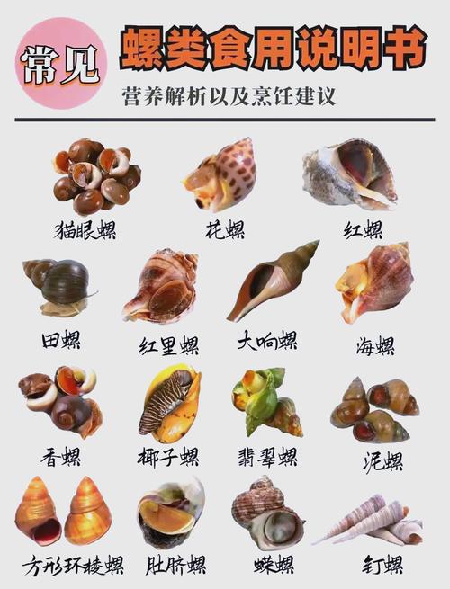 梦见海螺象征意义心灵启示与内在探索对比解析