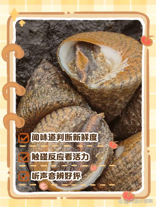 梦见海螺象征意义心灵启示与内在探索对比解析