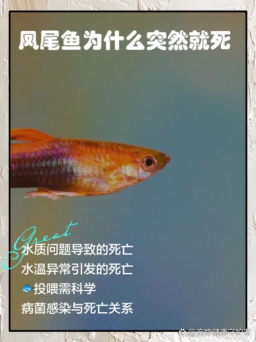 梦见凤尾鱼的深刻寓意探寻心理暗示与生活启示
