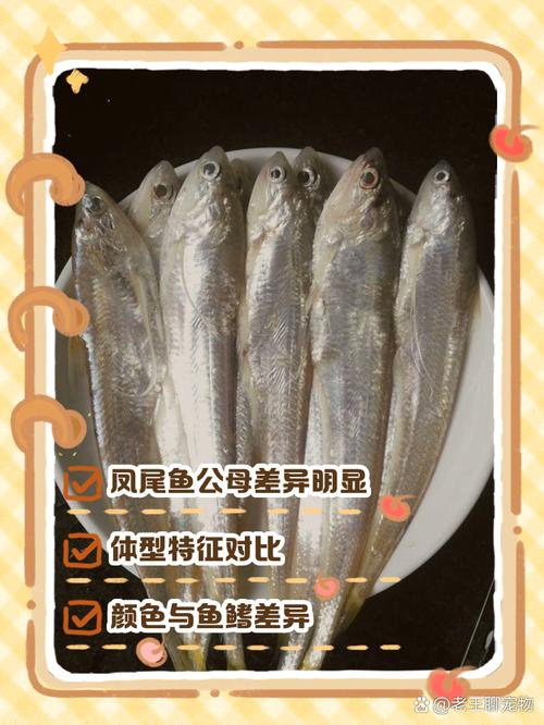 梦见凤尾鱼的深刻寓意探寻心理暗示与生活启示