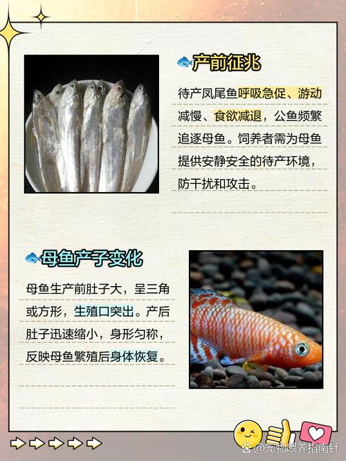 梦见凤尾鱼的深刻寓意探寻心理暗示与生活启示