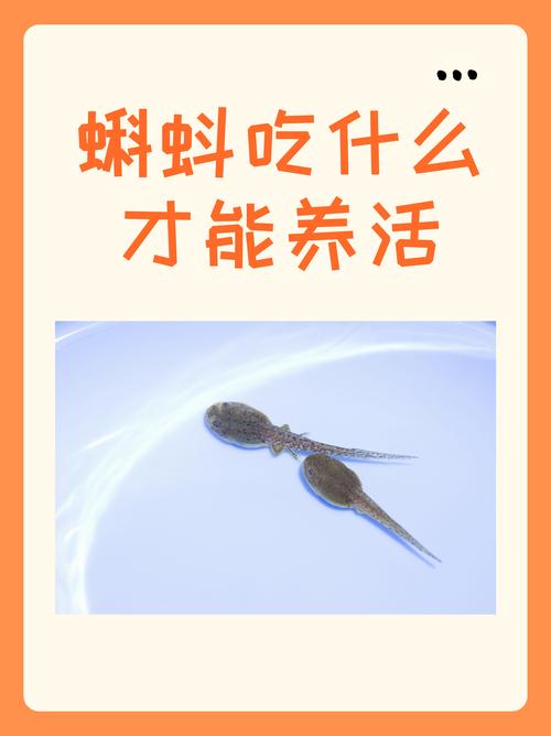 揭秘梦见蝌蚪的真正含义它与财富运势有何关联？