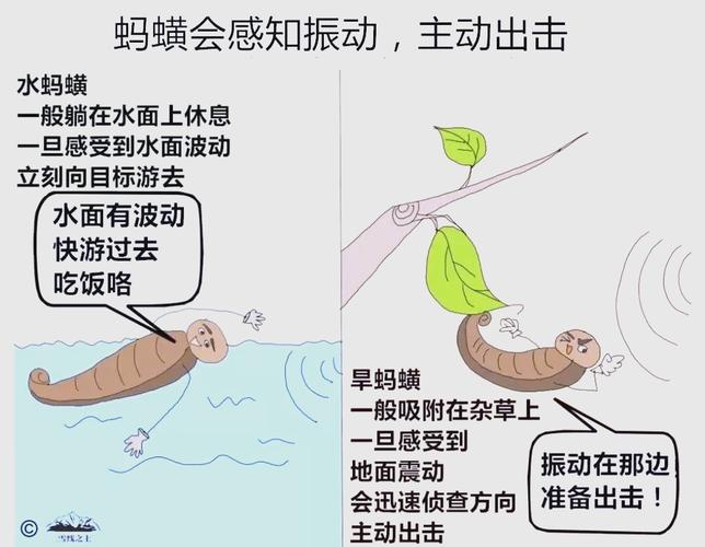 梦见蚂蟥预兆解析高效解决方案揭秘如何化解困扰