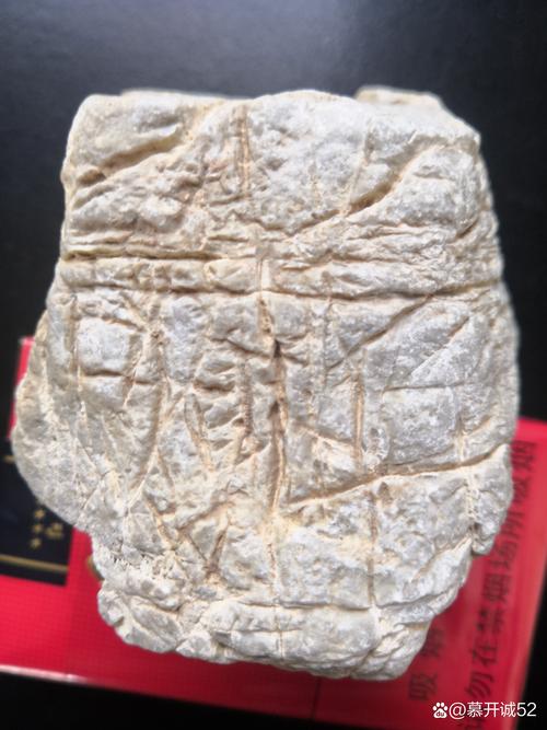 梦见化石预示哪些?解密古老符号的神秘寓意 梦见化石预示哪些?解密古老符号的神秘寓意