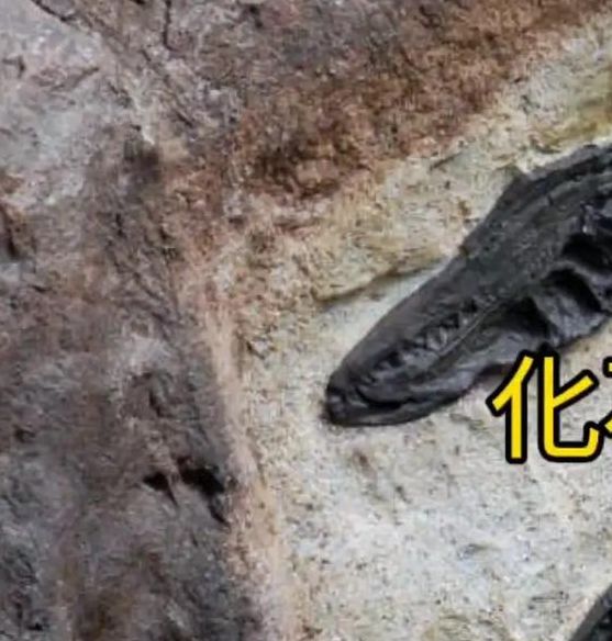 梦见化石预示哪些?解密古老符号的神秘寓意 梦见化石预示哪些?解密古老符号的神秘寓意