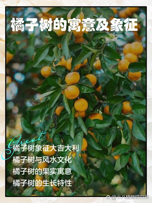 梦见橘子树预示哪些？解析其象征意义及生活启示！