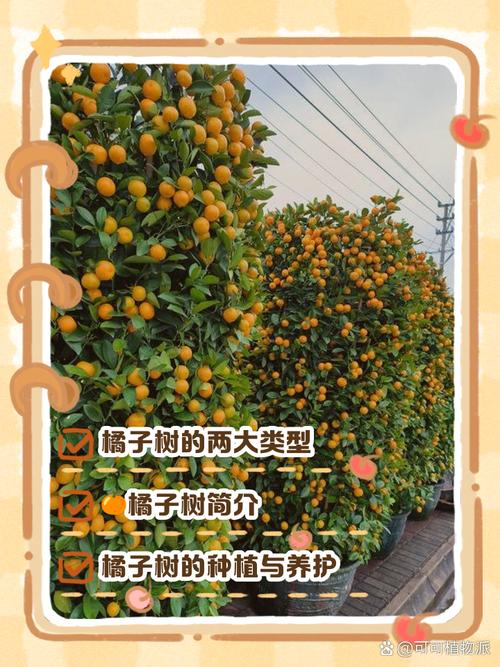 梦见橘子树预示哪些？解析其象征意义及生活启示！