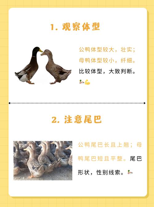 梦见鸭子象征解析揭示背后5个心理暗示与权威观点