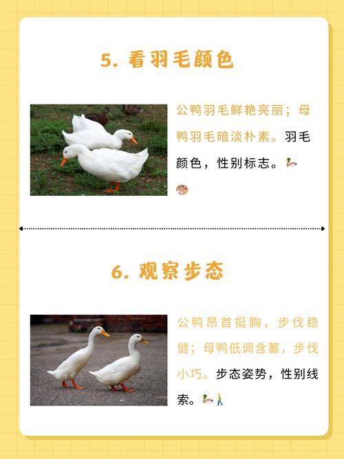 梦见鸭子象征解析揭示背后5个心理暗示与权威观点