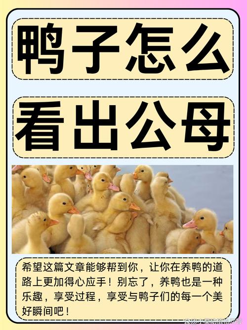 梦见鸭子象征解析揭示背后5个心理暗示与权威观点