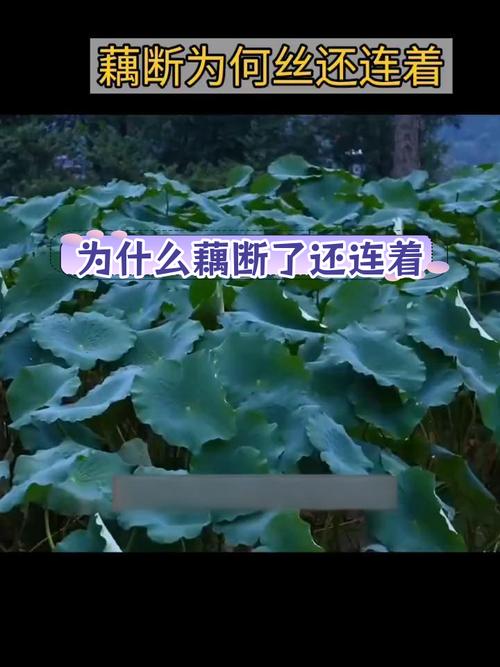 为何梦见莲藕？探索梦境背后的心理暗示与生活启示