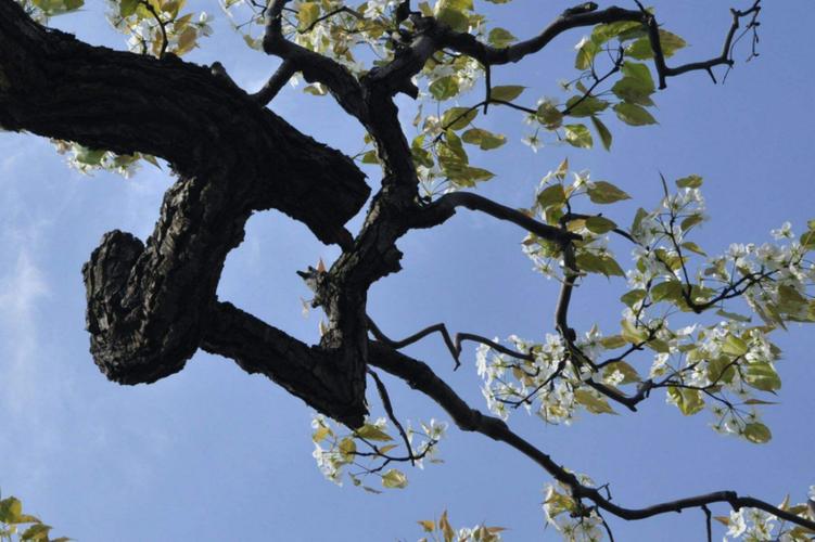 梦见梨树的8个象征意义与心理解读技巧