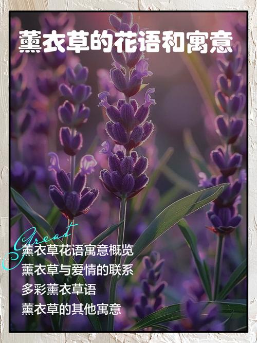 梦见薰衣草意味着哪些？解读梦境背后的心理暗示与生活启示