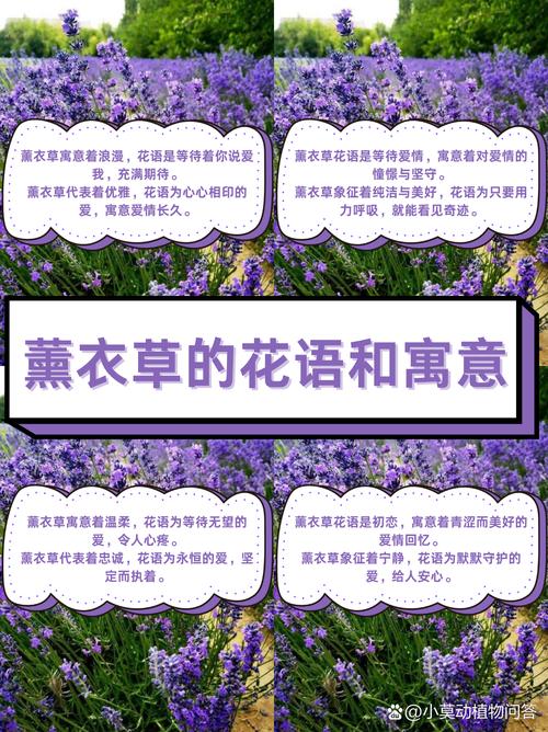 梦见薰衣草意味着哪些？解读梦境背后的心理暗示与生活启示